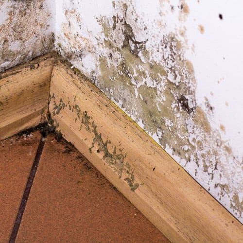 mold-damage-01