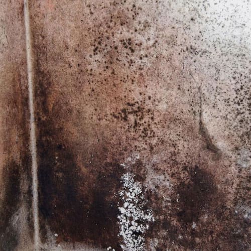 mold-damage-03