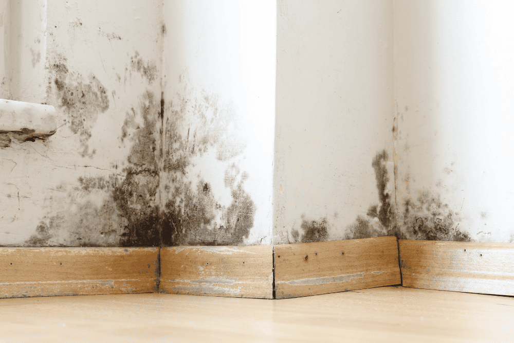 How-Long-Before-Water-Damage-Turns-Into-Mold?