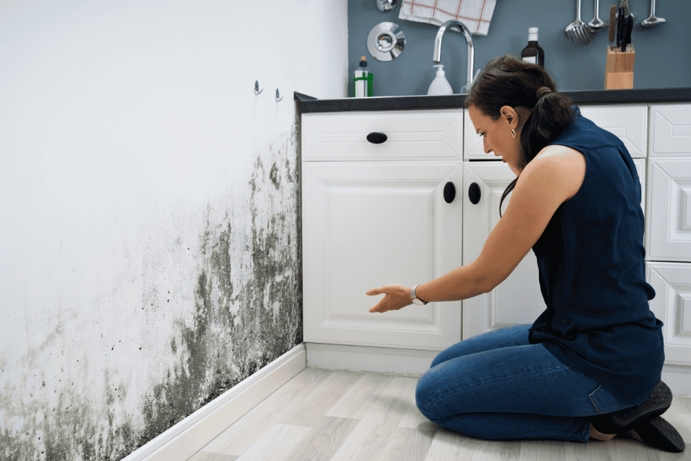 Water-Damage-vs-Mold-Damage-Whats-the-Difference